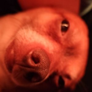 Meet your Posher, Diego